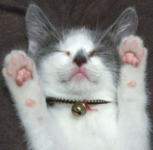 子猫にシラミが!猫のシラミは人間に感染するのか? | そこが知りたい